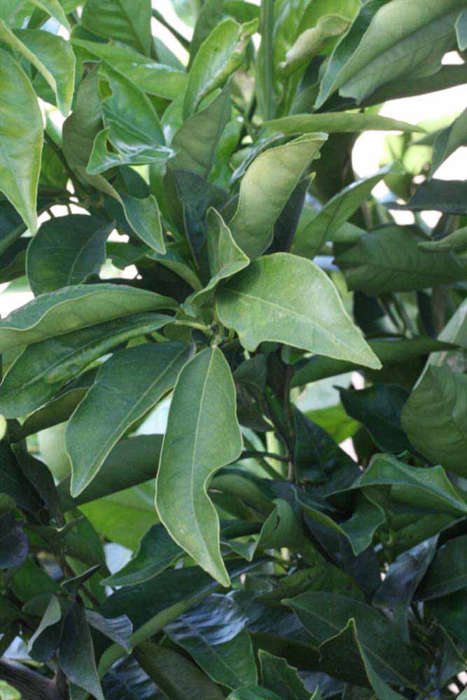            Sun leaves (Boukhobza, Riverside, CA)   